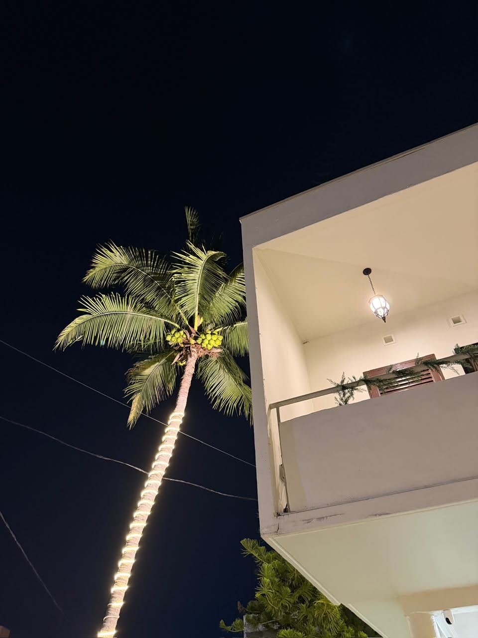 Palm tree wrapped in warm lights at night