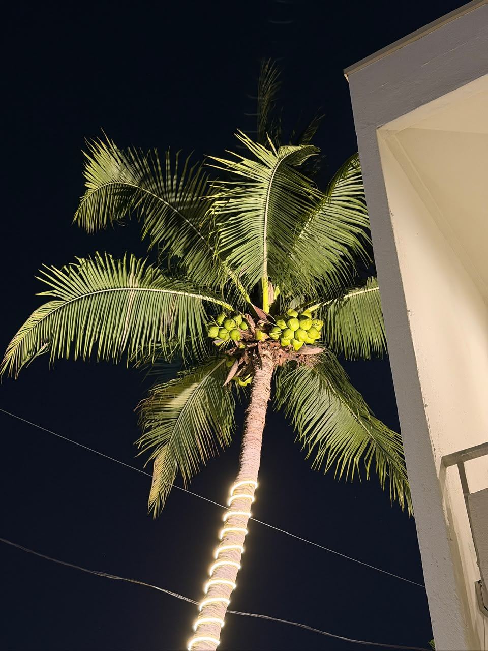 Palm lights at night