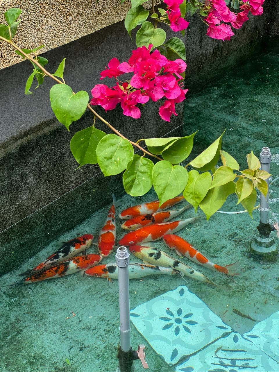 Koi in the pond