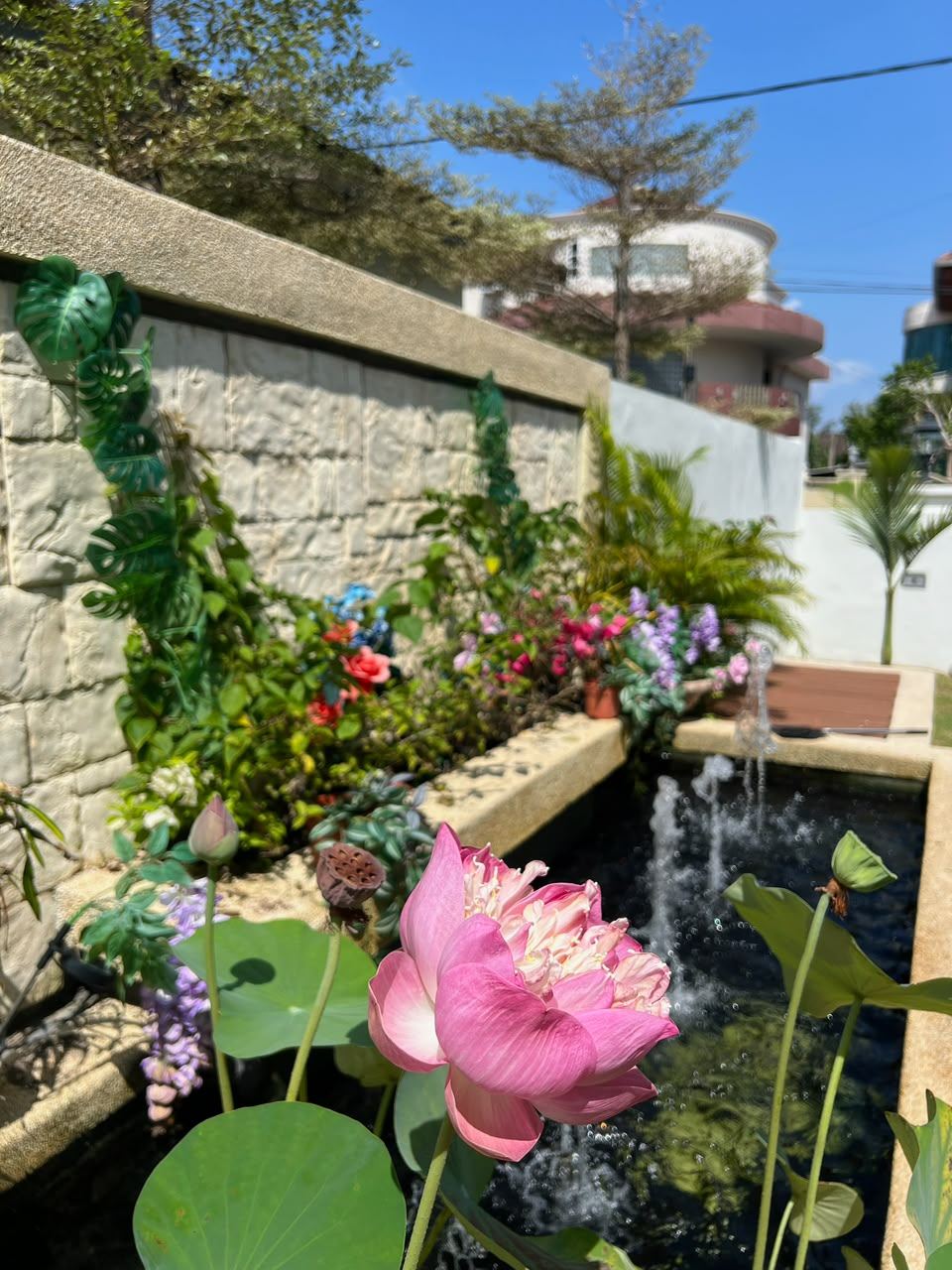 Lotus flower in the pond
